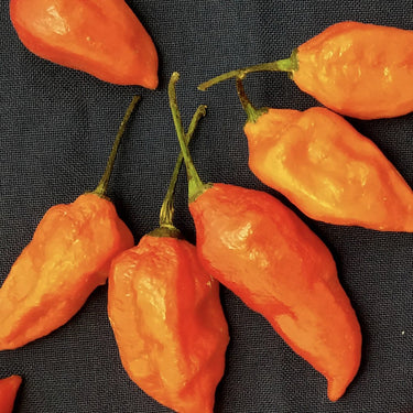 Orange Ghost Pepper Seeds - The Pepper Pantry (Formerly Marie Sharp's)